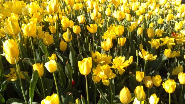 turiptimeyellow