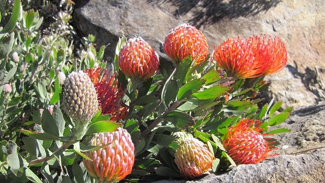 bluemountainsbotanicgarden04