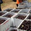 Tasmania Cherry Farm