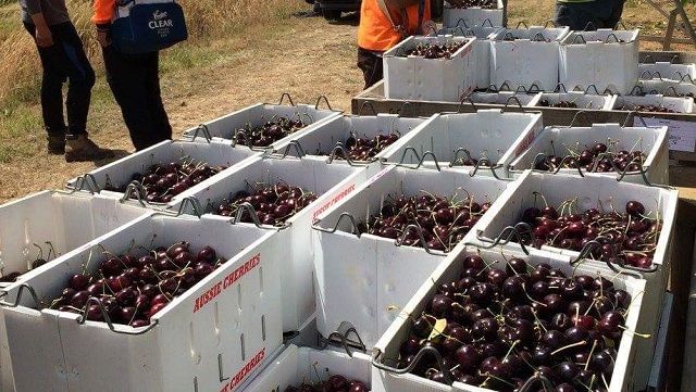 Tasmania Cherry Farm