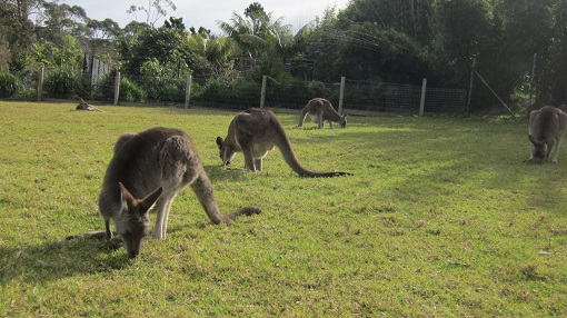 カンガルーが放し飼いの動物園シンビオ ワイルドライフ パーク Australia Here And Now