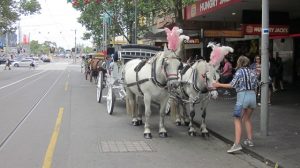 Melbourne CBD Horse Carriage
