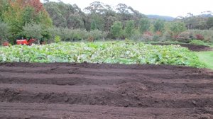 ブルーマウンテン　ファーム