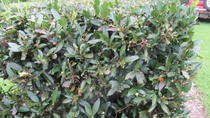 オーストラリア　緑茶　農場