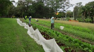 シドニー　ファーム　オーガニック