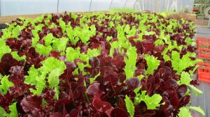 シドニー　ファーム　オーガニック　野菜　果物