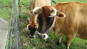 シドニー　ファーム　有機栽培