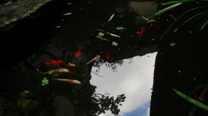 豪寿庵　シドニー