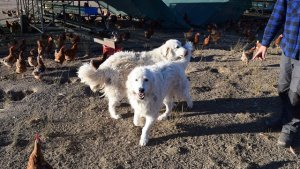 オーストラリア卵ファーム