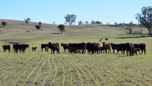 オーストラリア畜産農家　和牛ファーム