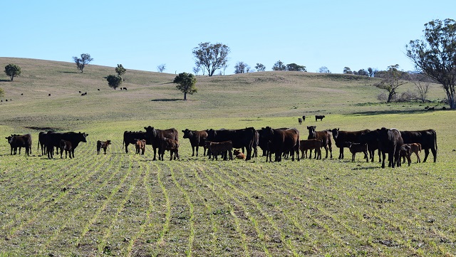オーストラリア農業視察ツアー 和牛の畜産と卵農家 Australia Here And Now
