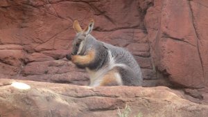 ワイルドライフ・シドニー動物園（Wild Life Sydney Zoo）