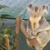 ワイルドライフ・シドニー動物園（Wild Life Sydney Zoo）