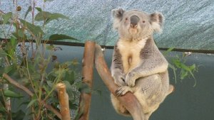ワイルドライフ・シドニー動物園（Wild Life Sydney Zoo）