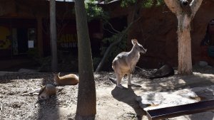 ワイルドライフ・シドニー動物園（Wild Life Sydney Zoo）