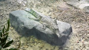 ワイルドライフ・シドニー動物園（Wild Life Sydney Zoo）