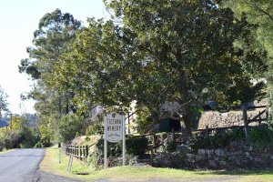 シドニーのティザーナ・ワイナリー