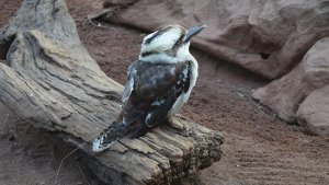 ワイルドライフ・シドニー動物園（Wild Life Sydney Zoo）