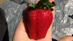 カブルチャーのストロベリーファーム