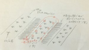 カブルチャーのストロベリーファーム