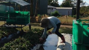 カブルチャーのストロベリーファーム