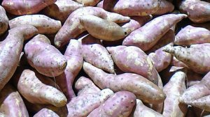 バンダバーグのさつま芋ファーム