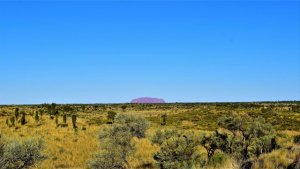カタジュタ・デューン・ビューイング展望台からのウルル