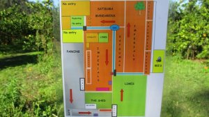 シドニーのミカン農園