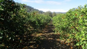 みかん狩り　オーストラリア