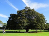 ワーホリ帰国者の評価