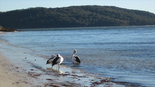 浜辺の浅瀬で休むペリカン