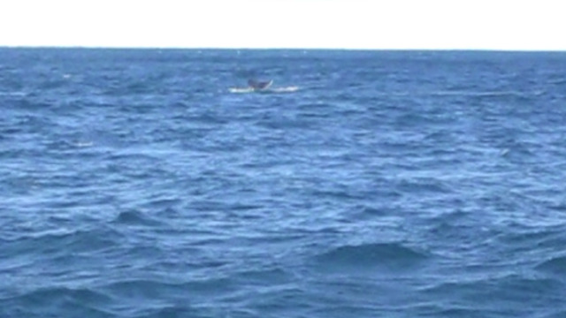 沖合に姿を見せたクジラ